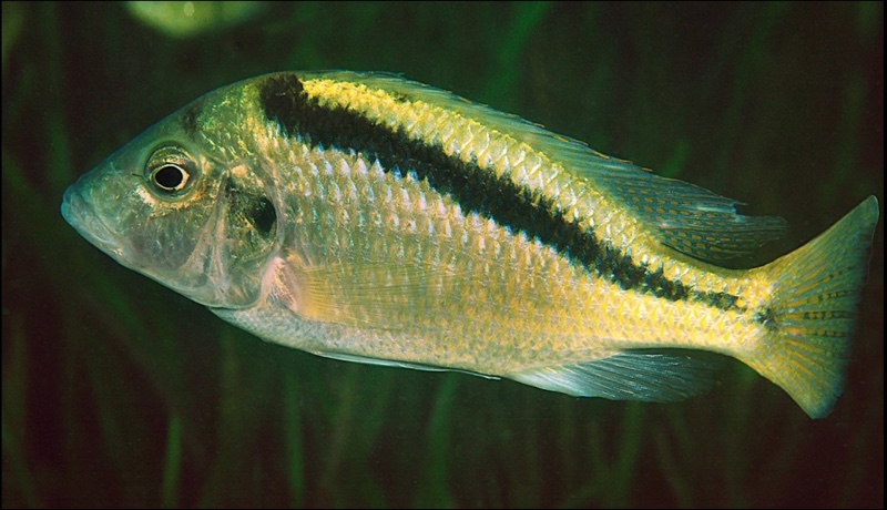 Mylochromis balteatus 'Mvunguti'